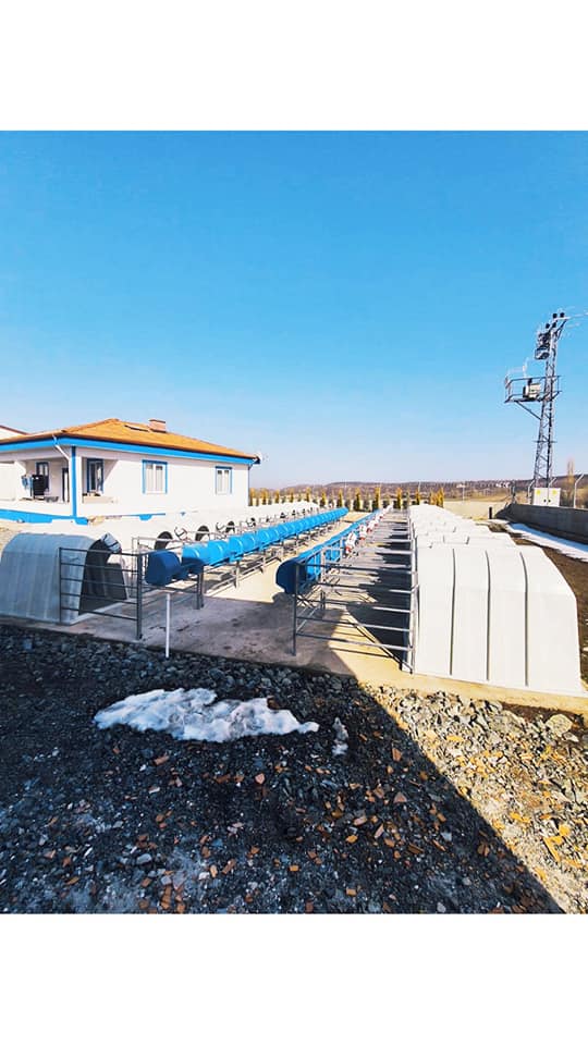 Buzağı Kulube